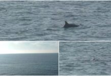 Costarainera: un piccolo gruppo i delfini nuota vicino alla riva, di fronte al vecchio istituto elioterapico di Piani Paorelli