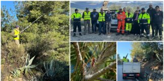 Diano Marina, puliti e rimossi i nidi di larva di processionaria. Bregolin e Feltrin: “Utilizzato un particolare prodotto che non nuoce l’uomo e la fauna”