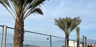 Al via la piantumazione di palme sul lungomare di Bordighera