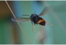 A Ventimiglia arriva il convegno sulla prevenzione dei rischi derivanti dalla Vespa Velutina