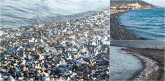 Il fascino primaverile delle velelle pennella di blu il Golfo Dianese Velelle Golfo Dianese