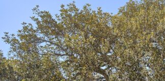 Bordighera, al via il 28 aprile l’intervento di potatura del Ficus Macrophylla nei pressi del cinema Zeni Ficus Macrophylla