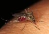 Sanremo, caso di Dengue autoctona: 30enne ricoverato all’ospedale Borea zanzara