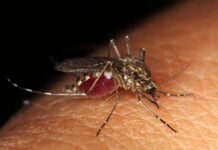 Dengue, due casi accertati in Liguria nelle ultime ore. I due pazienti erano rientrati da viaggi all’estero zanzara