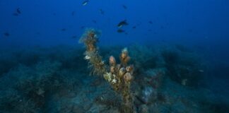 Giornata mondiale degli oceani: “Bordighera Blu Park” celebra la biodiversità di Capo Sant’Ampelio