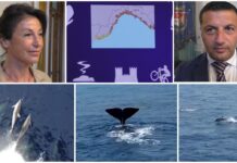 Futuro del Santuario Pelagos: in Provincia di Imperia un incontro opportunità e problematiche ambientali santuario pelagos