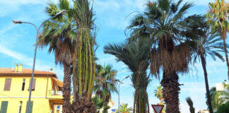 Sette nuove palme a Bordighera nei pressi di piazza Valgoi