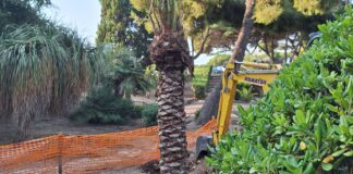 Prosegue la messa a dimora di nuove palme a Bordighera