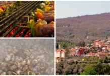 Pontedassio, questo fine settimana torna a Villa Viani la Sagra delle Lumache e degli Spiedini Sagra delle Lumache e degli Spiedini villa viani