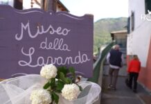 Carpasio, poesia e musica domenica 20 luglio al Museo della Lavanda museo della lavanda carpasio