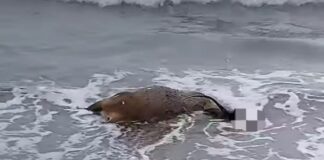 Diano Marina, recuperato un cervide morto sulle spiagge cervide morto