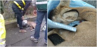 Salvato un cucciolo di capriolo sulle alture di Diano Marina salvataggio capriolo diano marina