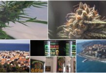 Cannabis light, decine le aziende in provincia di imperia con il fiato sospeso per il futuro della filiera
