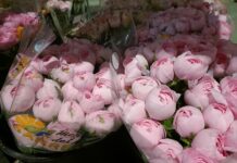 I fiori di Sanremo alla cerimonia dei Premi Nobel: approvata la bozza di accordo tra Comune, Regione Liguria, Camera di Commercio e Nobel Foundation