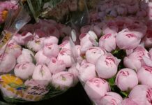 Ariston, Palafiori e “green carpet”: Sanremo si veste di fiori per il Festival 2026