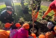 Imperia, un albero per ogni nato: nel 2025 sono 94 le richieste delle famiglie giornata albero imperia