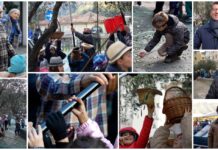 Badalucco: i bambini raccolgono le olive e imparano la lavorazione dell’olio. Orengo: “Una giornata di festa e di cultura” badalucco olive bambini