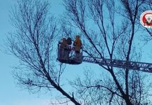 Imperia, rimozione di un nido di vespa velutina in via Littardi: intervento della Protezione Civile e Vigili del Fuoco