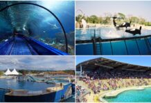 Dopo 55 anni chiude Marineland, il primo parco faunistico marino d’Europa, dove si scoprì che le orche “potevano parlare” chiude marineland