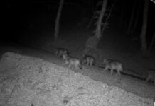 Rezzo, avvistato un branco di 13 lupi nel bosco lupi