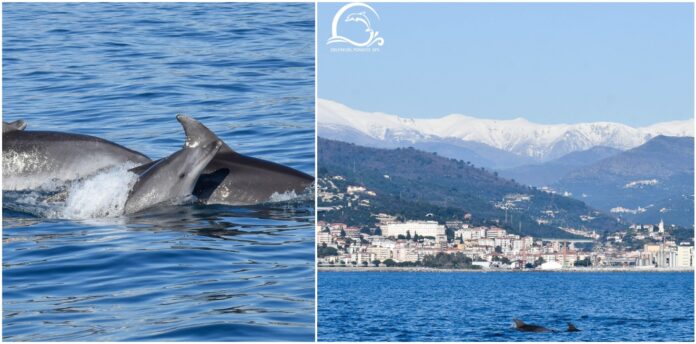 Avvistamento Delfini del Ponente