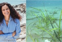 Camporosso: via al progetto “I giardini incantati del mare”, scoprendo la Cymodocea nodosa e i segreti del mare monica previati - posidonia