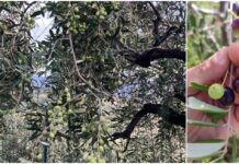 Coldiretti Liguria, analisi sui dati COI: l’olio evo traina i consumi mondiali