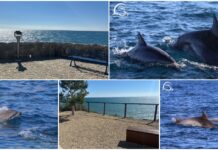 Sentiero Pelagos Blueway: sopralluogo per i pannelli informativi tra Imperia e San Lorenzo al Mare. Intanto, continuano le emozioni in mare con i Delfini del Ponente Pannelli Delfini del Ponente