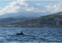 Porto di Aregai, incontro con una ventina di tursiopi: le immagini dei Delfini del Ponente Tursiopi Aregai
