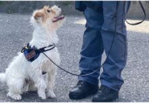 Sanremo, incontro della Polizia di Stato nelle scuole: focus contro l’uso di sostanze stupefacenti