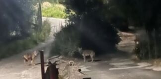 Lupi: nuovo avvistamento a Diano Marina. Sindaco Za Garibaldi: “Situazione non allarmante, ma serve confronto con Regione” lupi diano marina