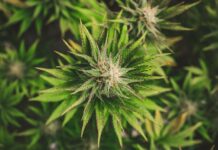 Canapa, Cia Liguria: “Con il nuovo Decreto Sicurezza a rischio molte aziende liguri” canapa