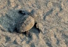 Nidi di tartaruga marina, Regione Liguria stanzia 84mila euro. Vicepresidente Piana e assessore Giampedrone: “OpportunitĂ per l’educazione ambientale” tartaruga marina