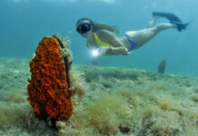 Pinna nobilis a rischio estinzione: Arpal guida il salvataggio della specie, esemplari sani trasferiti a Capo Mortola Pinna nobilis