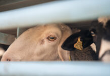 Pasqua di sofferenza per gli agnelli: morti, violazioni e mancati controlli. A Ventimiglia sotto osservazione i camion carichi di animali diretti ai macelli
