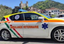 Soccorso animale h24, prende forma il progetto per un servizio stabile nel distretto ventimigliese Ambulanze veterinarie