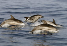 Santuario Pelagos: nuove iniziative multimediali per sensibilizzare alla protezione dei mammiferi marini Stenella striata