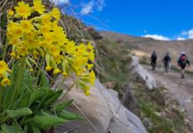 RivierALP, il Parco Alpi Liguri cerca prodotti locali per i “cesti del viaggiatore” destinati ai turisti parco alpi liguri - outdoor - trekking