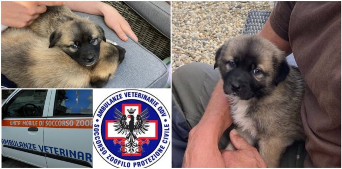 Abbandono cuccioioli di cane