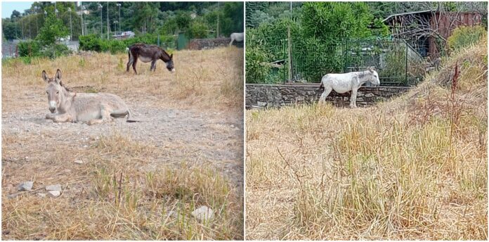 asinelli abbandonati