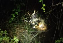 Intervento notturno dei Vigili del Fuoco a Tavole di Prelà: cane recuperato dopo una caduta sotto strada