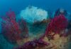 Bordighera, snorkeling a Capo Sant’Ampelio: installati i nuovi pannelli per scoprire i segreti del mare Bordighera Blu Park fondali