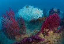 Bordighera, snorkeling a Capo Sant’Ampelio: installati i nuovi pannelli per scoprire i segreti del mare Bordighera Blu Park fondali