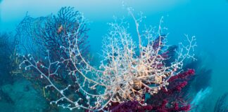 Nasce “Bordighera Blue”, il progetto per la tutela del mare Bordighera Blu Park fondali