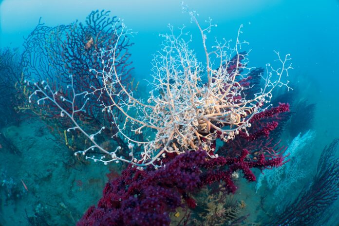 Bordighera Blu Park fondali