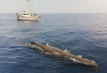 Sanremo, il 27 luglio a Pian di Nave un incontro alla scoperta di balene e delfini che vivono nel Mar Ligure