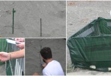 Riva Ligure, posizionato il data logger nel nido di tartaruga Caretta caretta