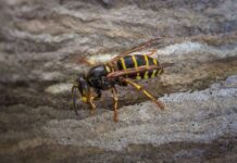 Ceriana, punto da vespe va in shock anafilattico: deceduto un 68enne vespa