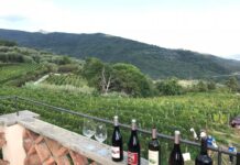 Ranzo celebra il paesaggio olivicolo con la “Camminata tra gli Olivi”