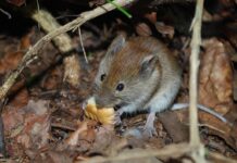 Imperia, derattizzazione straordinaria in tutta la città topo